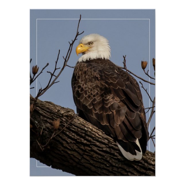 Beautiful Mom (Eagle)  Poster (Front)