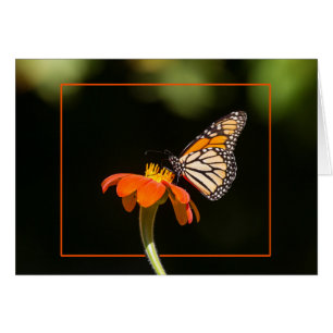 Beautiful Monarch Butterfly