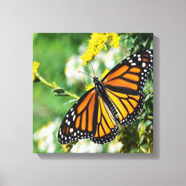 Beautiful Monarch Butterfly Canvas Print (Front)