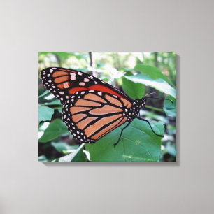 Beautiful Monarch Butterfly Canvas Print