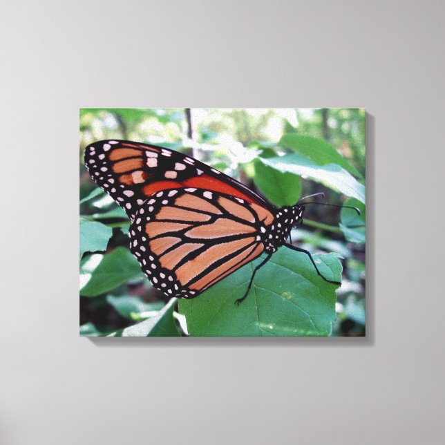 Beautiful Monarch Butterfly Canvas Print (Front)