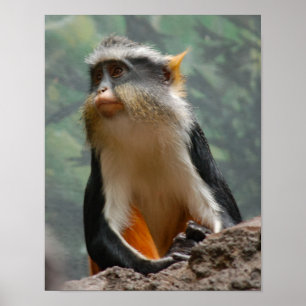 Beautiful Monkey Portrait Profile Poster