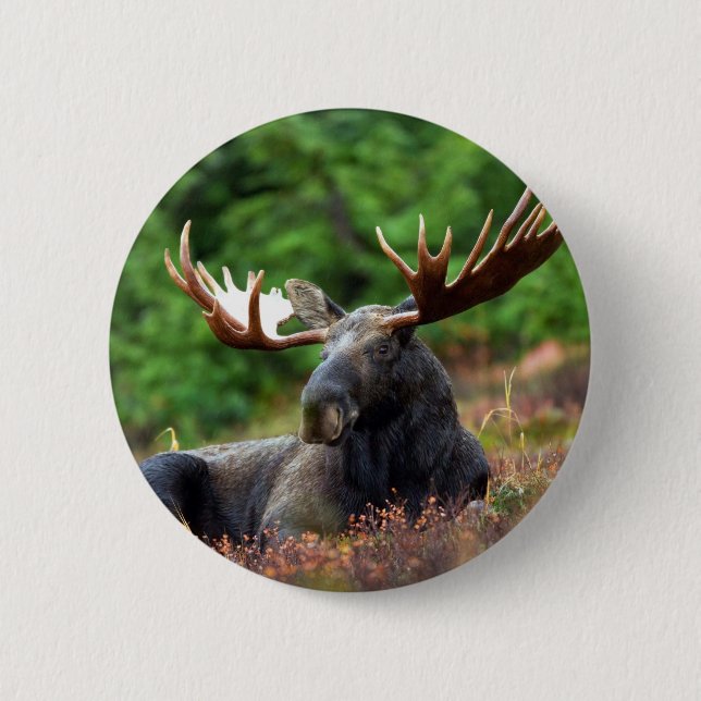 Beautiful moose with big antlers 2 inch round button (Front)