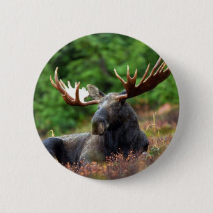 Beautiful moose with big antlers 2 inch round button