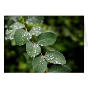 Beautiful morning dew in garden