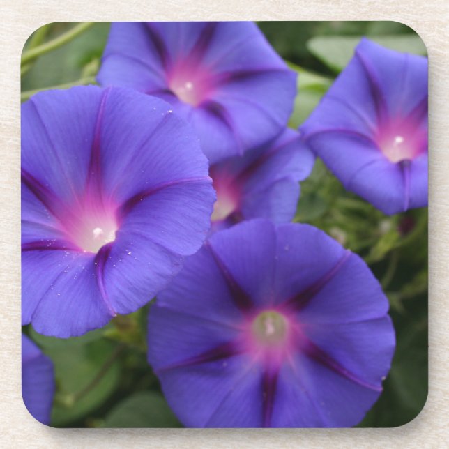 Beautiful Morning Glories in Bloom Coaster (Front)
