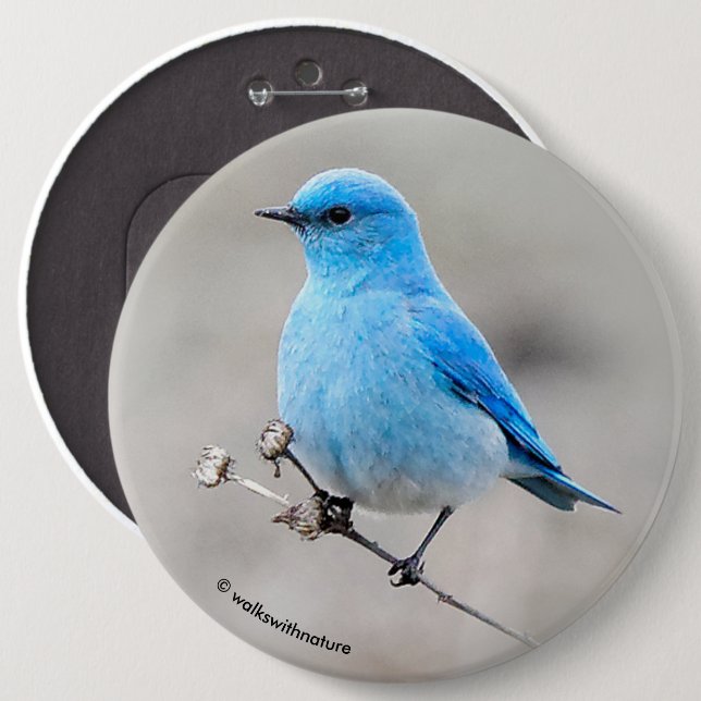 Beautiful Mountain Bluebird 6 Inch Round Button (Front & Back)