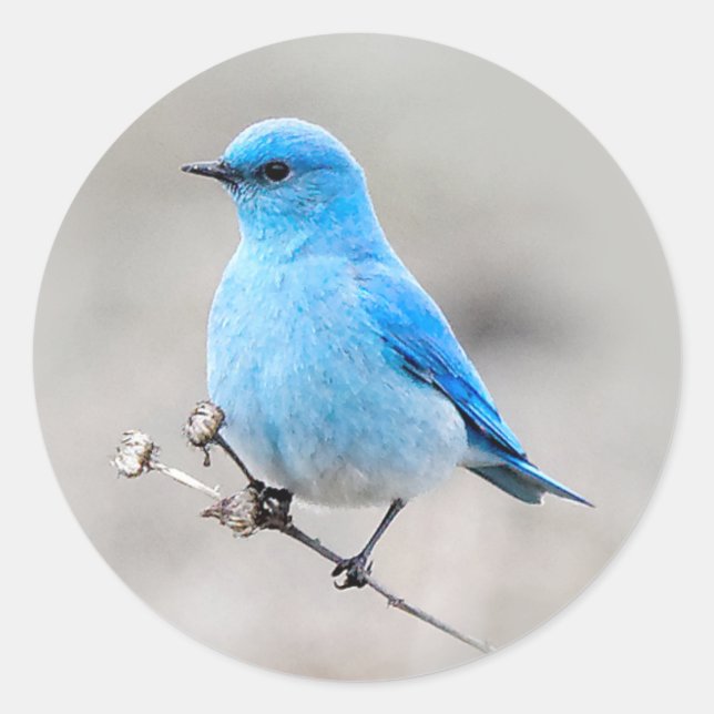Beautiful Mountain Bluebird Classic Round Sticker (Front)