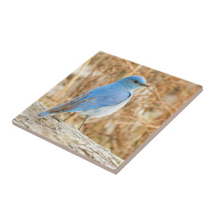 Beautiful Mountain Bluebird on Beach Driftwood Tile