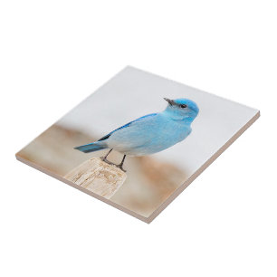 Beautiful Mountain Bluebird on Beach Stump Tile