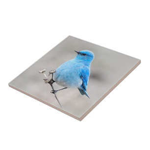 Beautiful Mountain Bluebird on the Tansy Tile