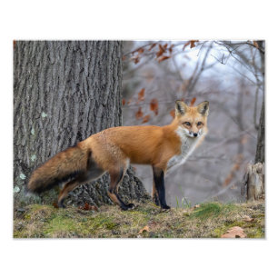 Beautiful Mr. Fox Photo Print