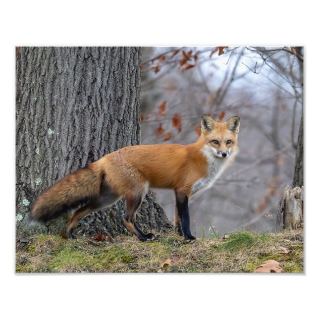 Beautiful Mr. Fox  Photo Print (Front)