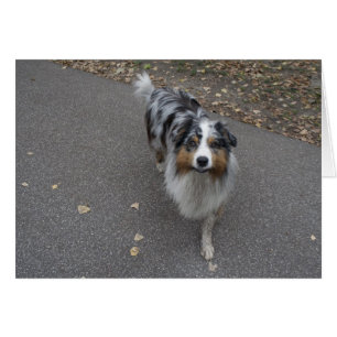 Beautiful Multi-coloured Aussie