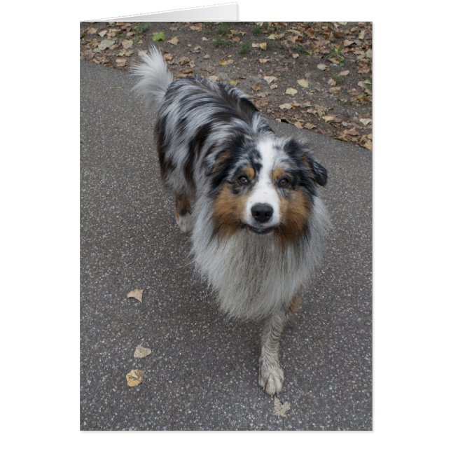 Beautiful Multi-coloured Aussie (Front)