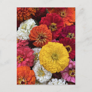 Beautiful Mums Postcard