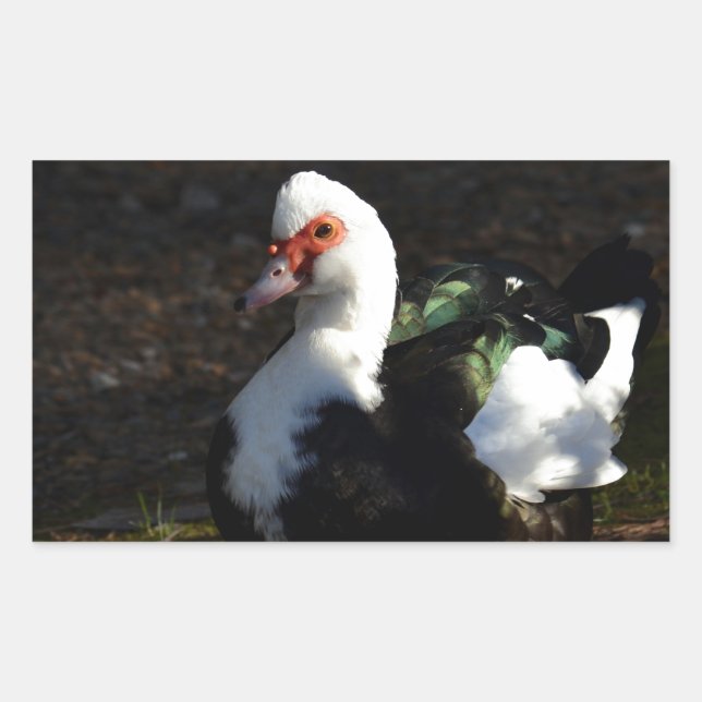 Beautiful Muscovy Drakelet Sticker (Front)
