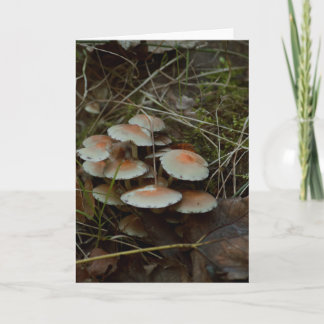beautiful mushroom photography blank card