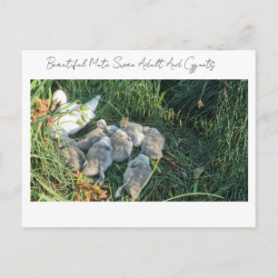 Beautiful Mute Swan Adult And Cygnets Holiday Postcard