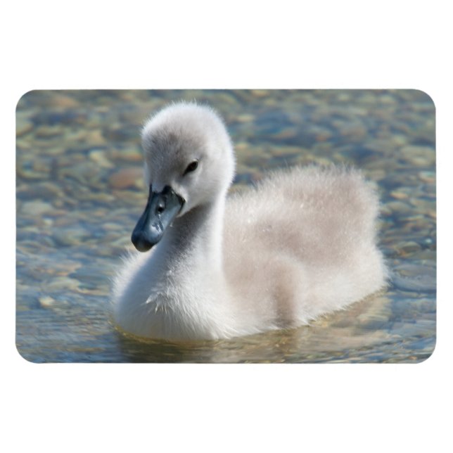 Beautiful Mute Swan Duckling Magnet (Horizontal)