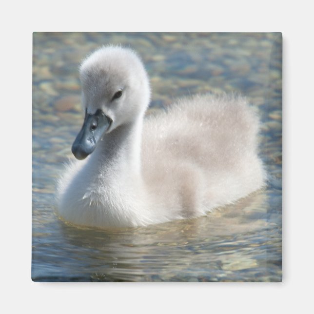 Beautiful Mute Swan Duckling Magnet (Front)