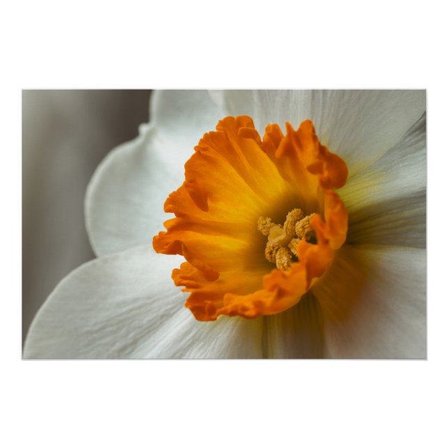 Beautiful Narcissus Bloom Macro Poster (Front)