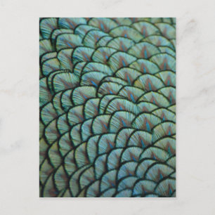 Beautiful Natural Textures - Peacock Feathers Postcard