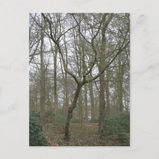 Beautiful Nature I, Send Ugly Postcard Collection