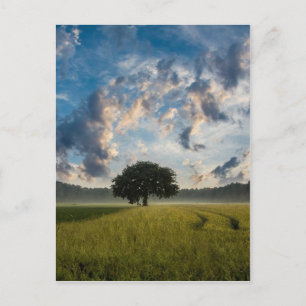 Beautiful nature scenery postcard