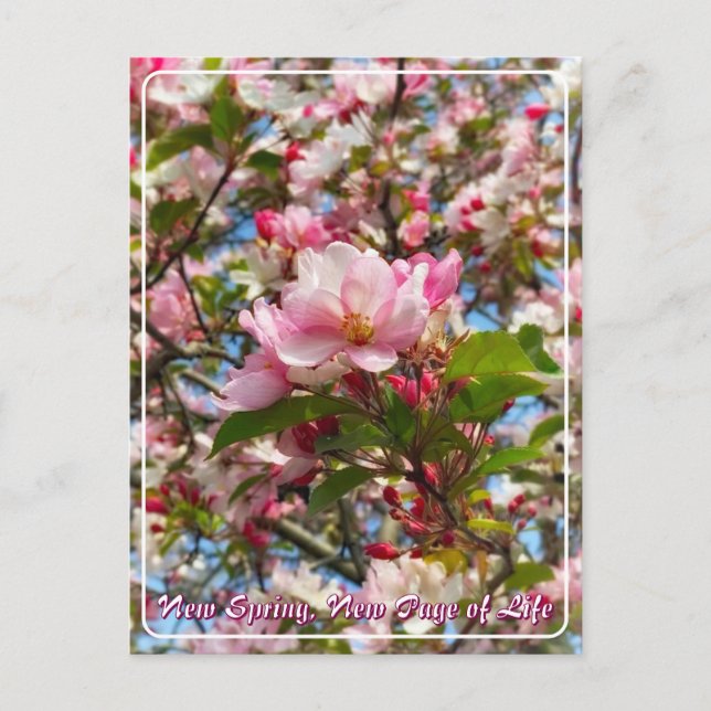 Beautiful new spring apple tree flowers postcard (Front)