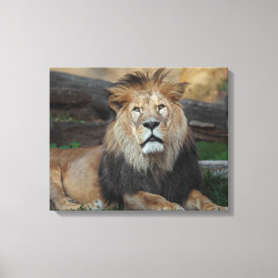 Beautiful North African Lion Resting Canvas Print