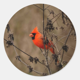 Beautiful Northern Cardinal  Classic Round Sticker