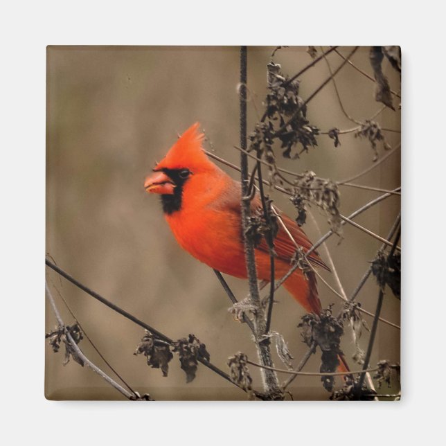Beautiful Northern Cardinal  Magnet (Front)