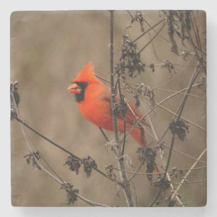 Beautiful Northern Cardinal Stone Coaster