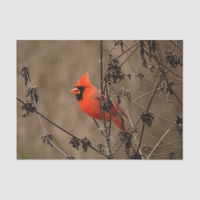 Beautiful Northern Cardinal  Tissue Paper (Front)