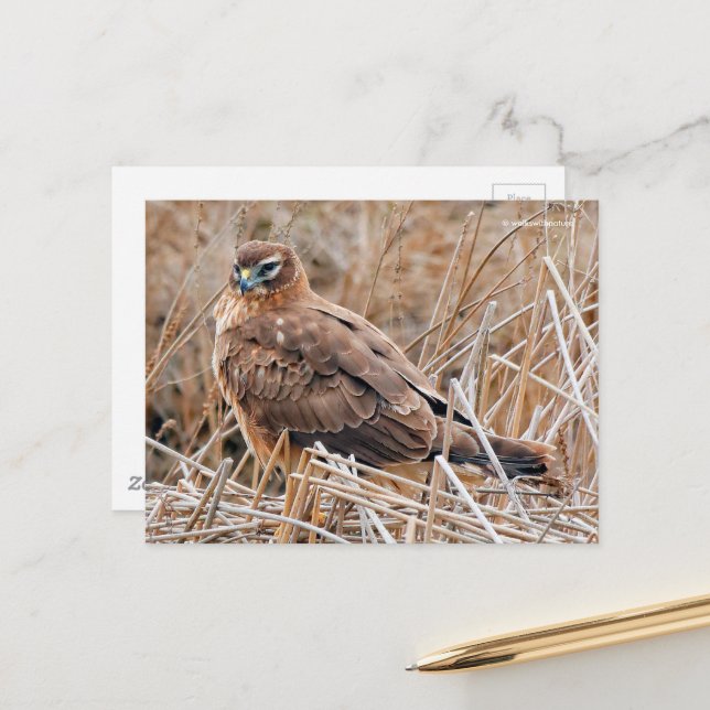 Beautiful Northern Harrier Hawk in Marshes Postcard (Front/Back In Situ)