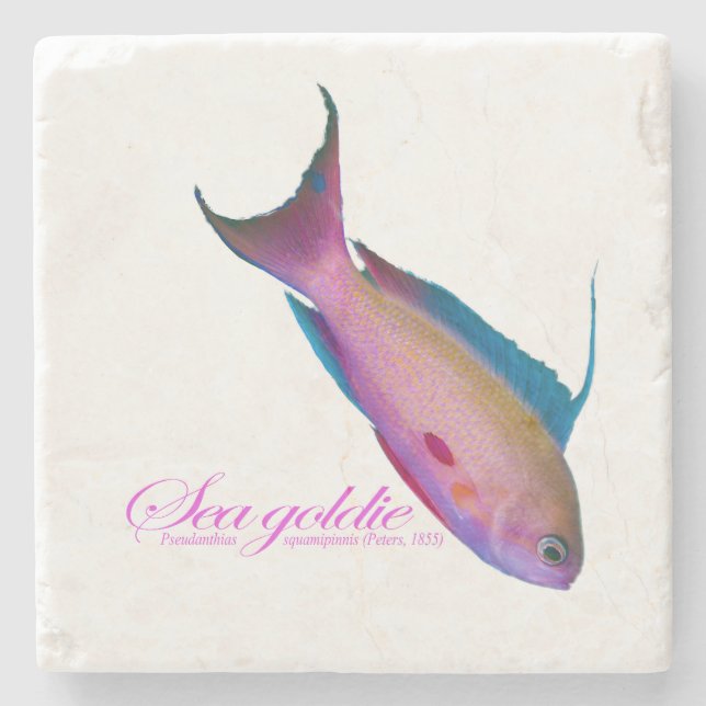Beautiful nuptial colouring for the Sea goldy Stone Coaster (Front)