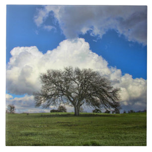 Beautiful Oak Tree with Clouds Nature Tile