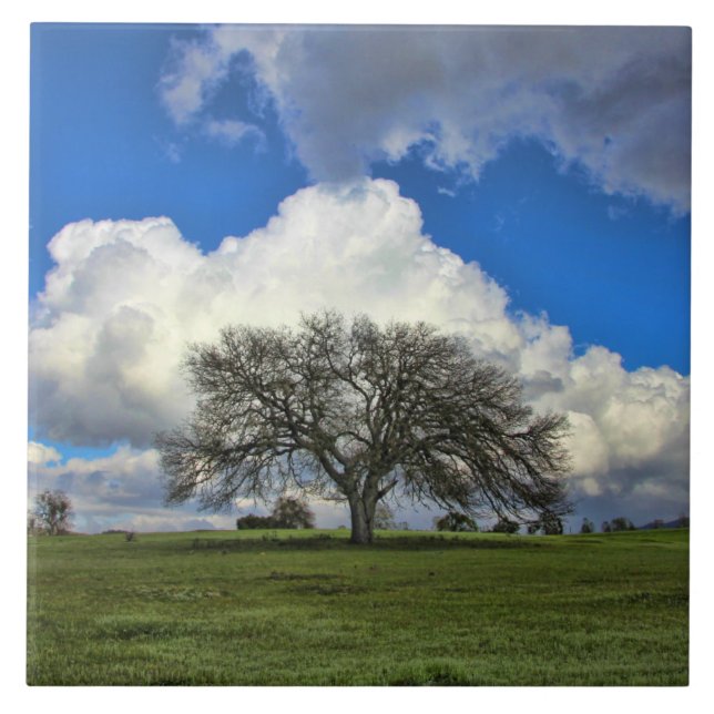 Beautiful Oak Tree with Clouds Nature Tile (Front)