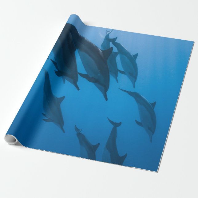 Beautiful Ocean Creatures Wrapping Paper (Unrolled)