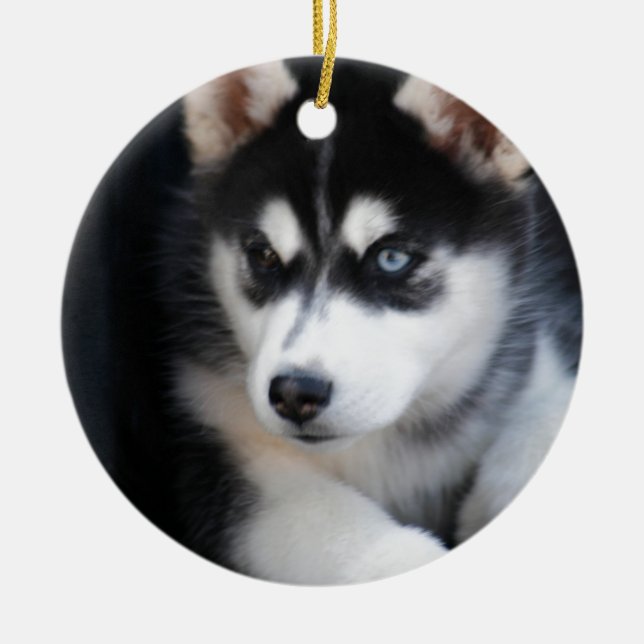 Beautiful One Blue Eye Siberian Husky 2 Ceramic Ornament (Front)