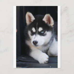 Beautiful One Blue Eye Siberian Husky 2 Postcard