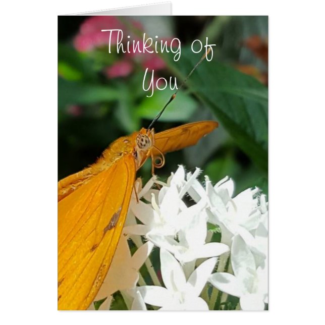 Beautiful Orange Butterfly on White Flowers (Front)
