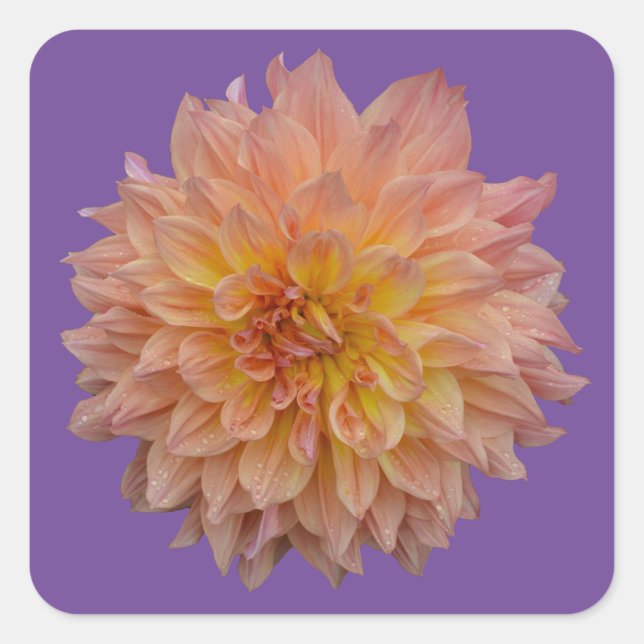 Beautiful orange dahlia square sticker (Front)