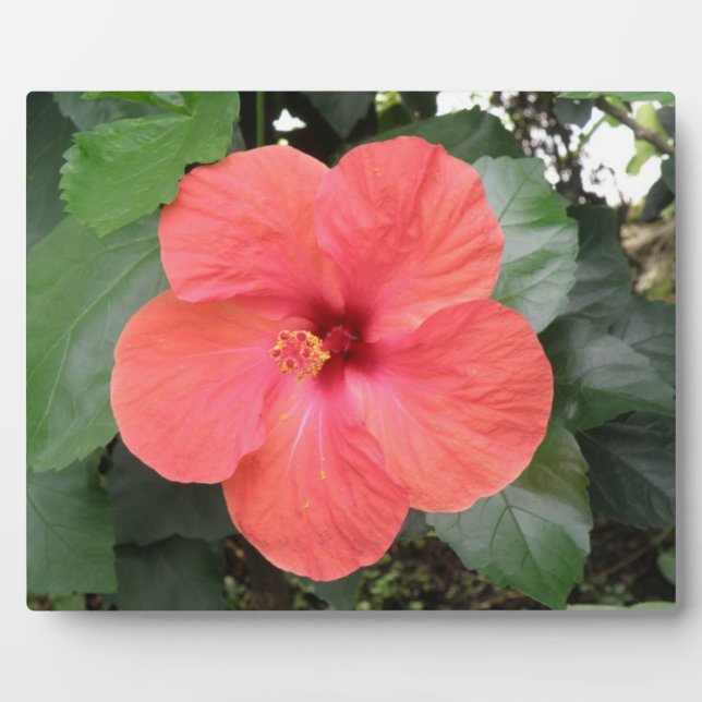 Beautiful Orange Hibiscus Flower Plaque (Front)