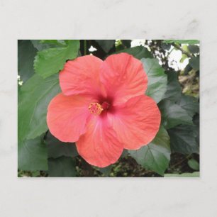 Beautiful Orange Hibiscus Flower Postcard