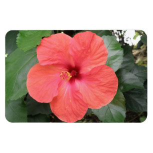 Beautiful Orange Hibiscus Flower Premium Magnet