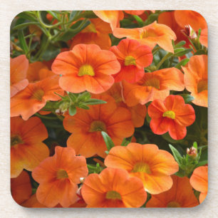Beautiful orange petunia flowers coaster