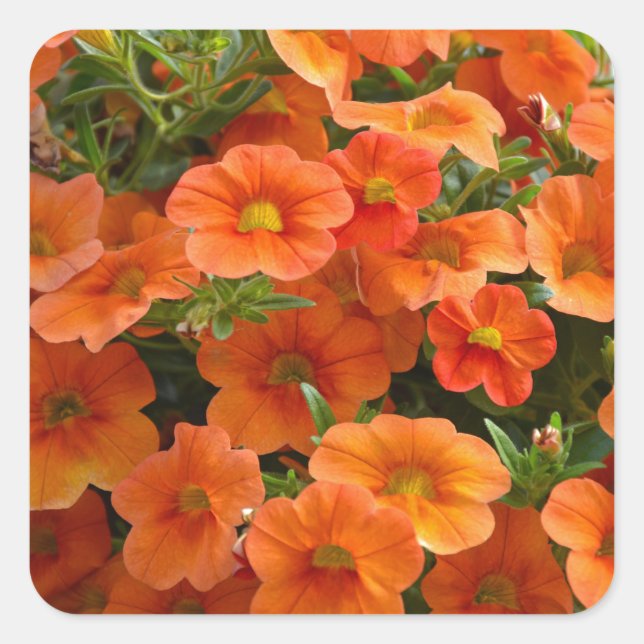 Beautiful orange petunia flowers square sticker (Front)