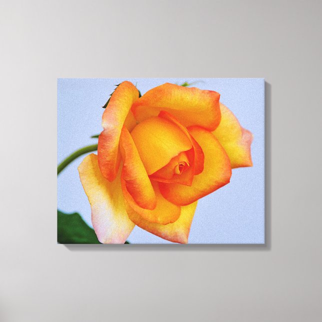 Beautiful Orange Rose Canvas Art Print (Front)